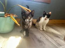 Kittens for sale - Photo 4