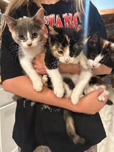 Kittens for sale - Photo 5