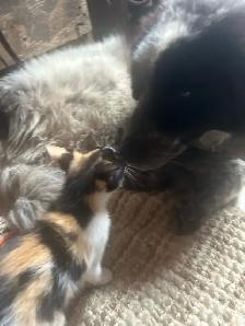 Kittens for sale - Photo 6