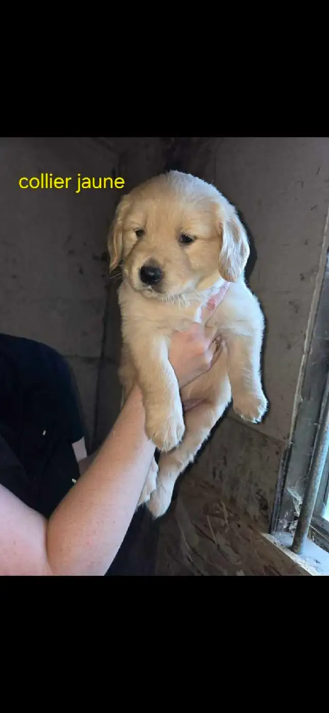 Golden retriever