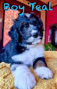 3 Bordoodle puppies ready for there FOREVER HOMES - Photo 3
