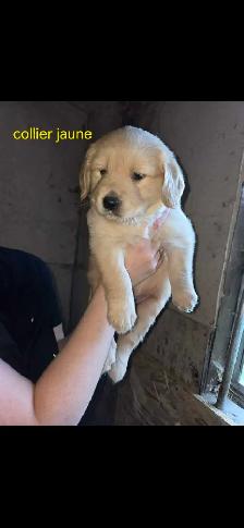 Golden Retriever