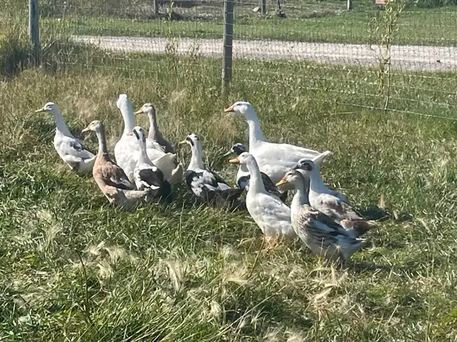 5 female ducks Ancona and Appleyard
