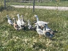5 female ducks Ancona and Appleyard