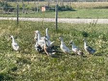 5 female ducks Ancona and Appleyard - Photo 2