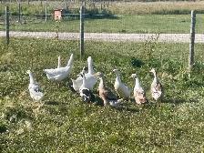 5 female ducks Ancona and Appleyard - Photo 3
