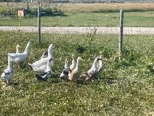 5 female ducks Ancona and Appleyard - Photo 4