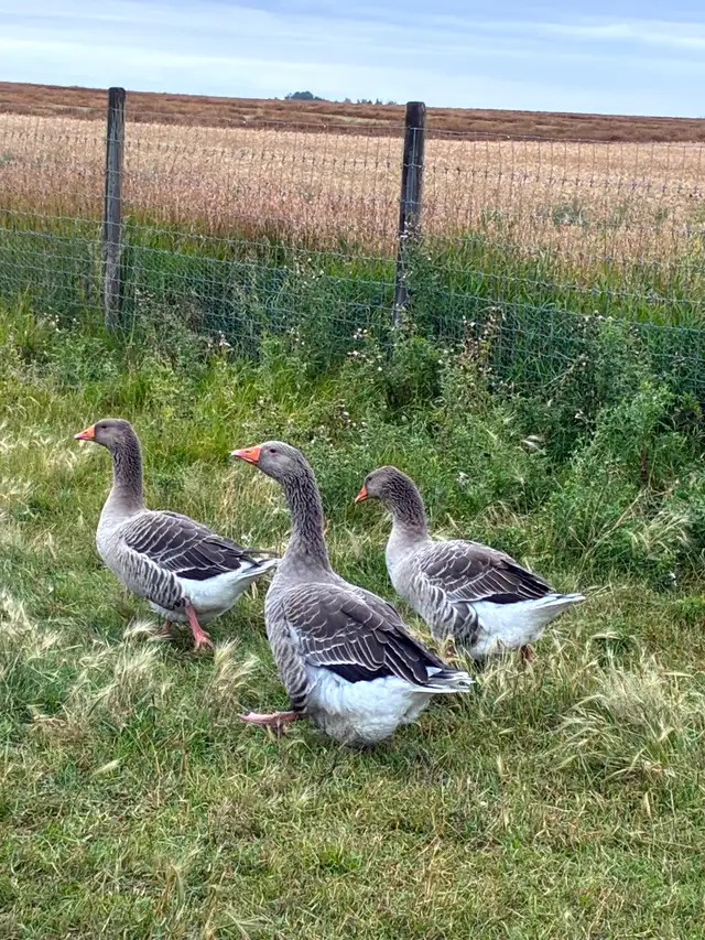 Flock of Toulouse and Embden geese