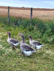 Flock of Toulouse and Embden geese