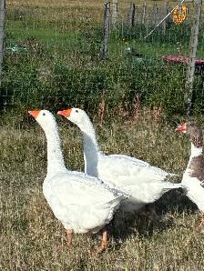 Flock of Toulouse and Embden geese - Photo 2