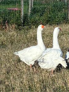 Flock of Toulouse and Embden geese - Photo 3