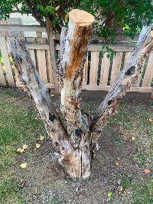 Need somebody with saw to cut my tree as low as possible