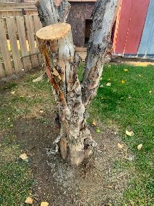 Need somebody with saw to cut my tree as low as possible - Photo 2