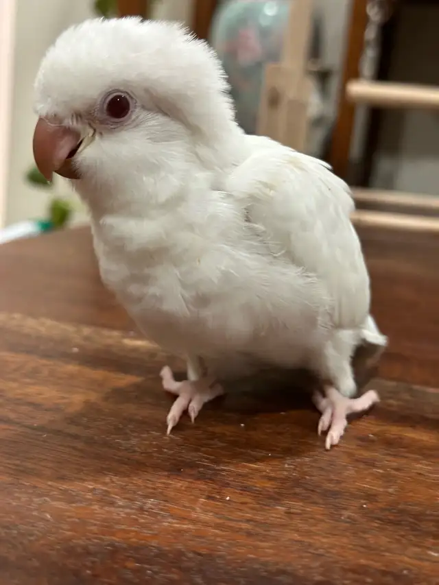 Handfed Albino Quaker baby