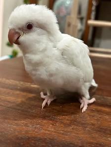 Handfed Albino Quaker baby
