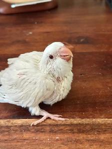 Tamed Quaker albino baby