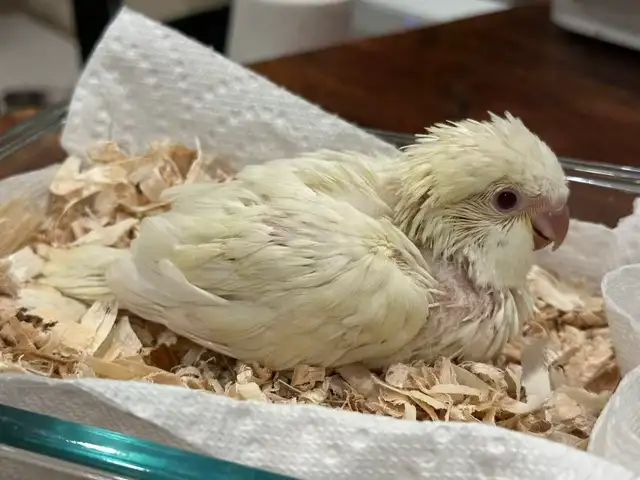 Handfed cremino Quaker baby