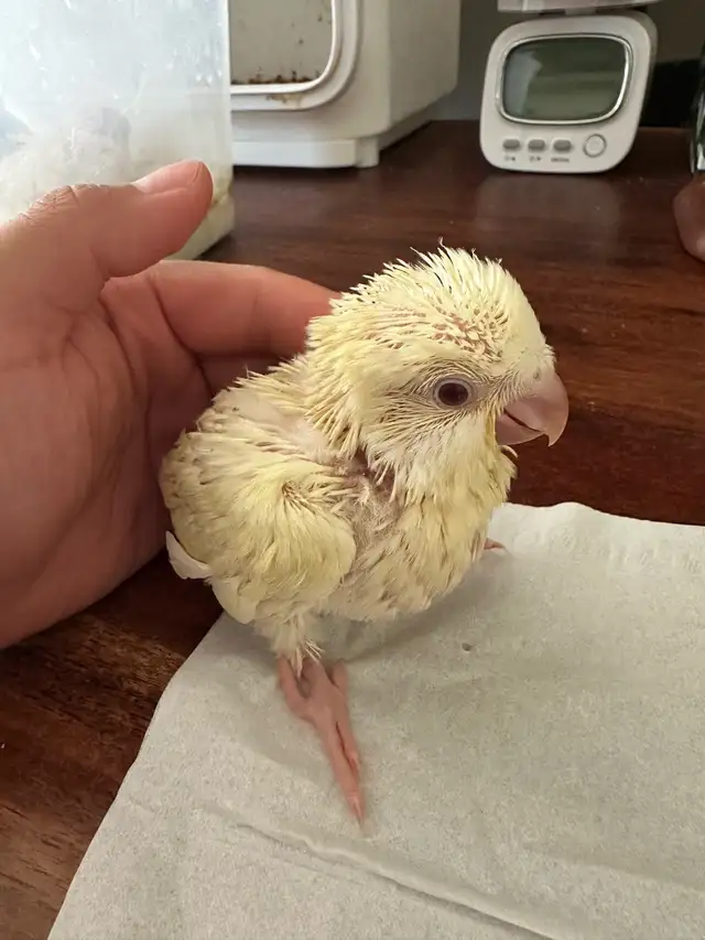 Tamed Quaker baby