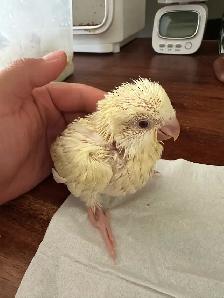 Tamed Quaker baby