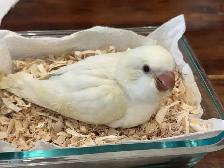Quaker cremino baby