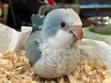 Handfed blue opaline Quaker baby