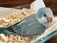 Quaker blue opaline baby