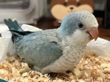Tamed blue opaline Quaker baby