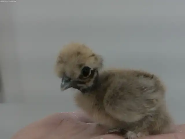 3   Little silkies