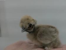 3   Little silkies