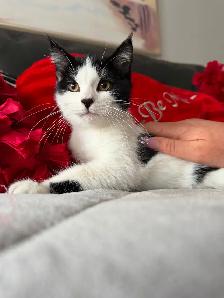 Ragdoll kitten Ready for New Loving home - Photo 4