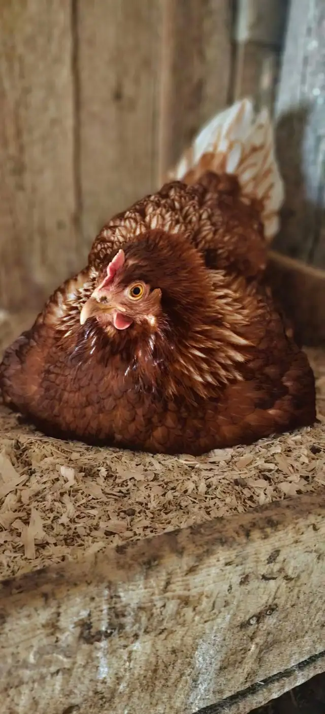 5 laying hens