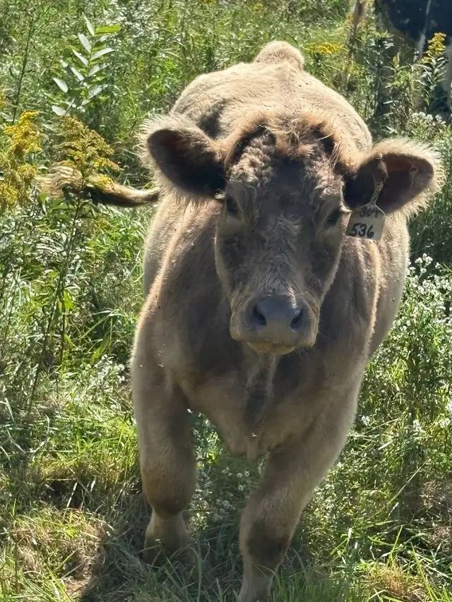cow for sale