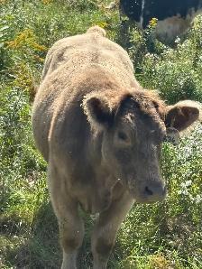 cow for sale - Photo 2