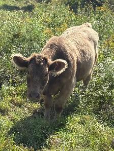 cow for sale - Photo 3