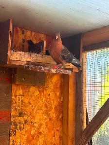 Breeding pair Archangel Pigeons and their 3 grown out babies.