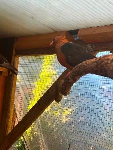Breeding pair Archangel Pigeons and their 3 grown out babies. - Photo 2