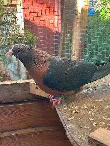Breeding pair Archangel Pigeons and their 3 grown out babies. - Photo 3