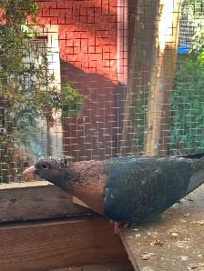 Breeding pair Archangel Pigeons and their 3 grown out babies. - Photo 4