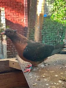 Breeding pair Archangel Pigeons and their 3 grown out babies. - Photo 5