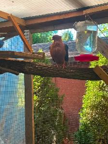 Breeding pair Archangel Pigeons and their 3 grown out babies. - Photo 6