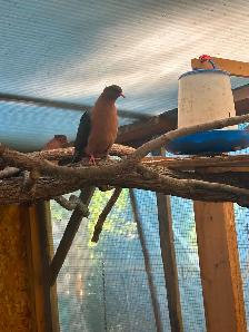Breeding pair Archangel Pigeons and their 3 grown out babies. - Photo 7