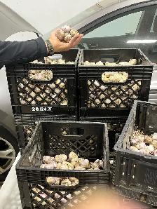 Keddy's Garlic - Photo 3