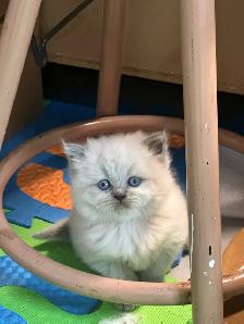 Himalayan & Persian Kittens/Chatons Himalayen-Persan - Photo 5