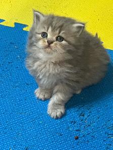 Himalayan & Persian Kittens/Chatons Himalayen-Persan - Photo 8