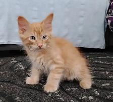 KITTENS FOR SALE!!