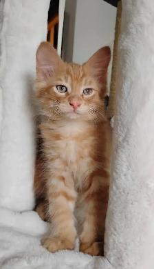 KITTENS FOR SALE!! - Photo 2