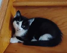 KITTENS FOR SALE!! - Photo 3