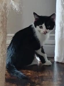 KITTENS FOR SALE!! - Photo 4