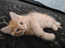 KITTENS FOR SALE!! - Photo 5