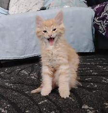 KITTENS FOR SALE!! - Photo 6